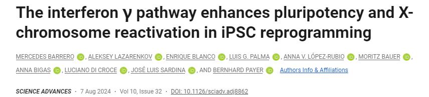 干扰素γ途径增强iPSC重编程中的多能性和X染色体再激活