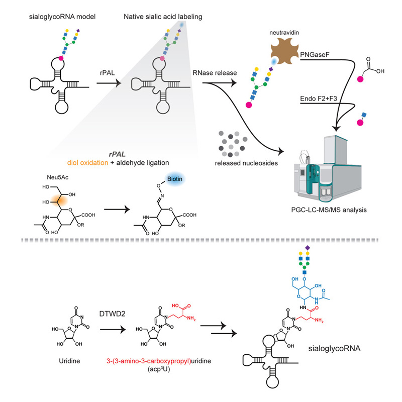 一种灵敏且可扩展的检测和表征天然糖RNA的方案