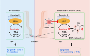 Cell Stem Cell：炎症会给肠道干细胞留下持久的印象，从而降低它们的愈合能力