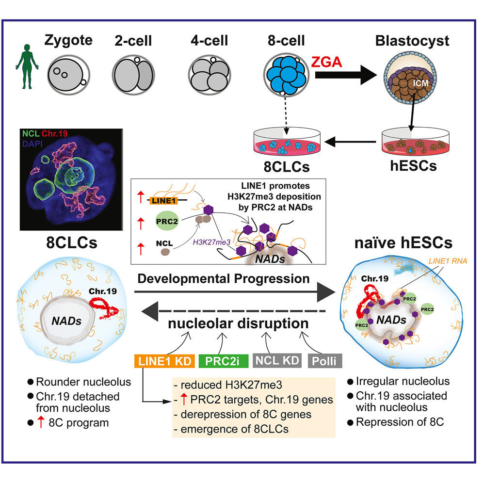LINE1家族阻止了人类胚胎干细胞（hESC）向8细胞样细胞（8CLC）的逆转