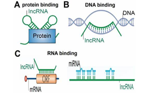 NEJM：首次发现lncRNA基因缺失引起神经发育疾病