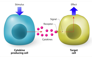 细胞因子和细胞因子受体:在炎症与免疫调节中的双重角色