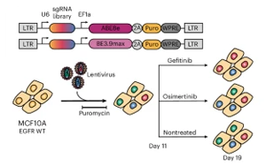 EGFR基因突变，基因编辑技术揭示癌症耐药性途径