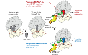 Science：转移RNA调节信使RNA的降解