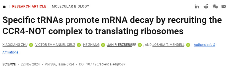 特异性tRNA通过募集CCR4-NOT复合物翻译核糖体来促进mRNA衰变