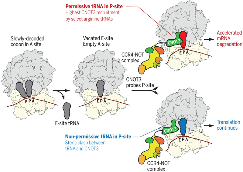P位点tRNA控制CCR4-NOT复合物向翻译核糖体的募集
