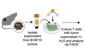 Science Advances：高尔基体越多，T细胞就越健壮，就越能抗癌！