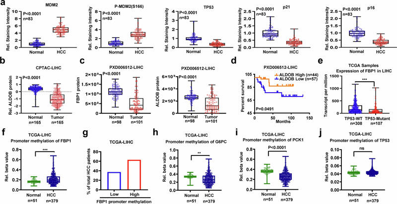 FBP1、ALDOB和TP53在人类HCC中下调