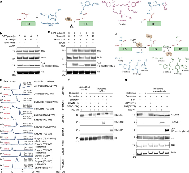 TG2是H3單胺基化的寫(xiě)入、擦除和交換工具