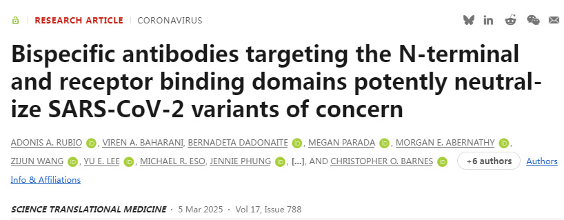 靶向N端和受体结合域的双特异性抗体有效中和受关注的SARS-CoV-2变异株
