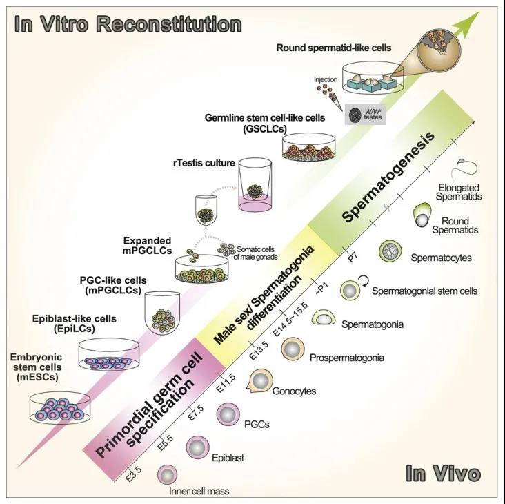 Cell子刊：再创生命奇迹！科学家利用多能干细胞成功培育人造精子，可生育健康后代