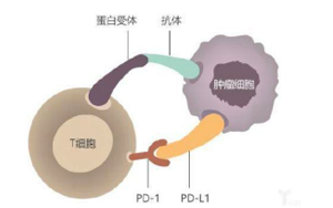 西宝生物提供各类小分子抑制剂