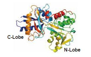 Bovine Transferrin 牛转铁蛋白 - 生物制品无血清培养基关键添加剂