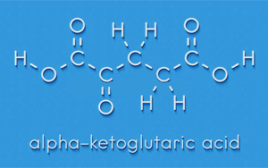 α-酮戊二酸（α-Ketoglutaric acid）