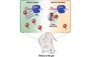 Science：促进人体肠道有益细菌的存活