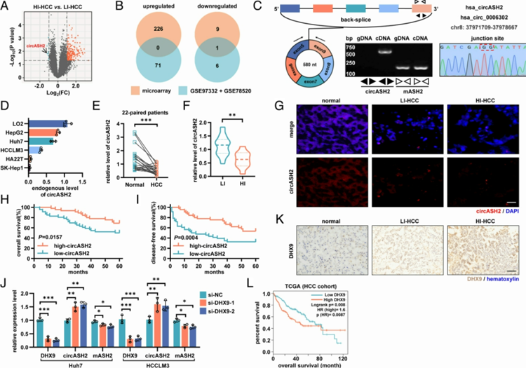 微阵列分析发现circASH2在HCC中具有转移抑制作用，并受DHX9调节