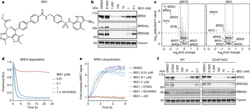 IBG1独立于DCAF15降解BRD2和BRD4