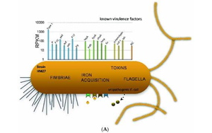 PNAS：大肠杆菌如何造成尿路感染