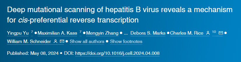 乙型肝炎病毒的深度突变扫描揭示顺式优先逆转录机制