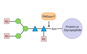 PNGase F——精准N糖分析工具，助力糖生物学研究