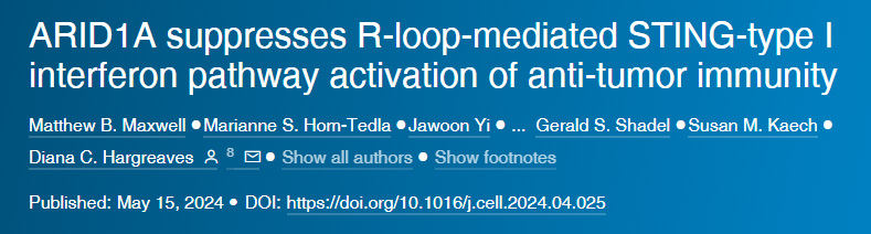 ARID1A抑制R-环介导的STING I型干扰素通路对抗肿瘤免疫的激活