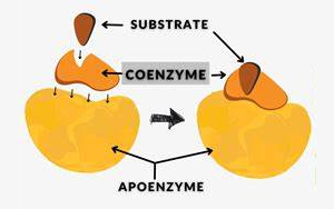 辅酶-参与酶催化反应的重要辅助因子