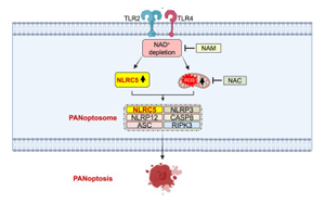 《Cell》首次发现NLRC5在免疫反应和细胞死亡中的作用