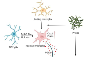 《Nature Neuroscience》能抵抗朊病毒的细胞有什么特征？