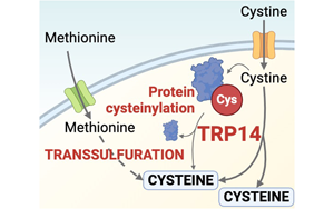 新发现揭示TRP14 (TXNDC17)是半胱氨酸代谢和抗病的关键酶