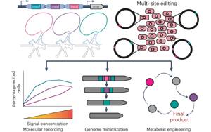 Nature子刊：一步法对细胞基因组进行多次编辑