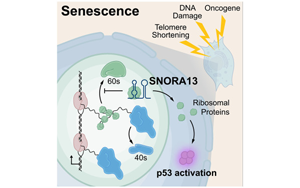 一个核仁小分子RNA在调节细胞衰老的作用：SNORA13是多种衰老必需的