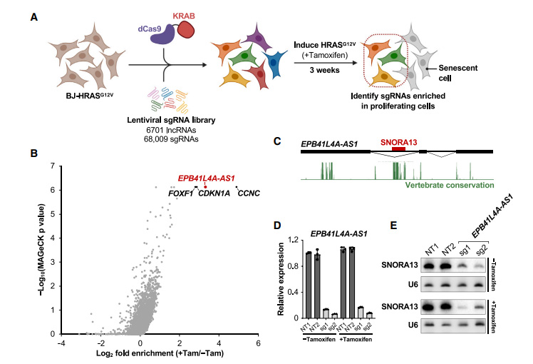 癌基因诱导衰老所需的非编码RNA EPB41L4A-AS1的鉴定