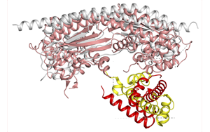Nature子刊：两种调节线粒体自噬的蛋白质，开辟了一条新的途径