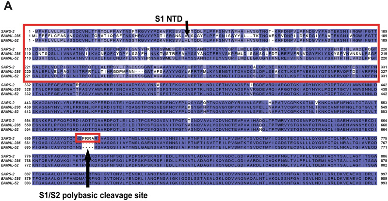 BANAL-236尖峰NTD与SARS-2和BANAL-52不同